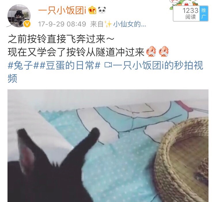 分享训练兔子听名字的小方法