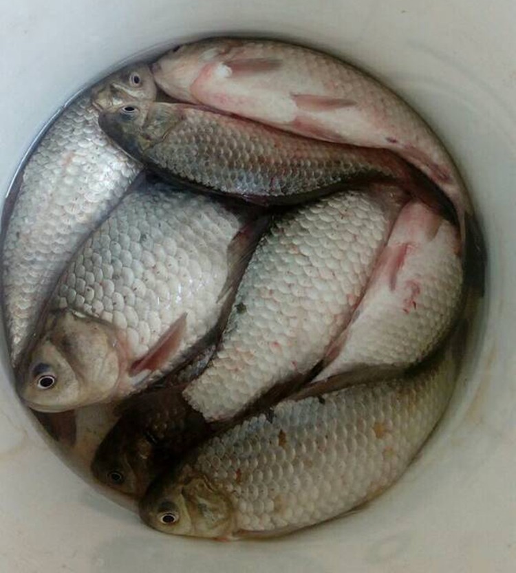 为了多钓点鱼,我往野战蓝鲫鱼饵里加白酒,老钓