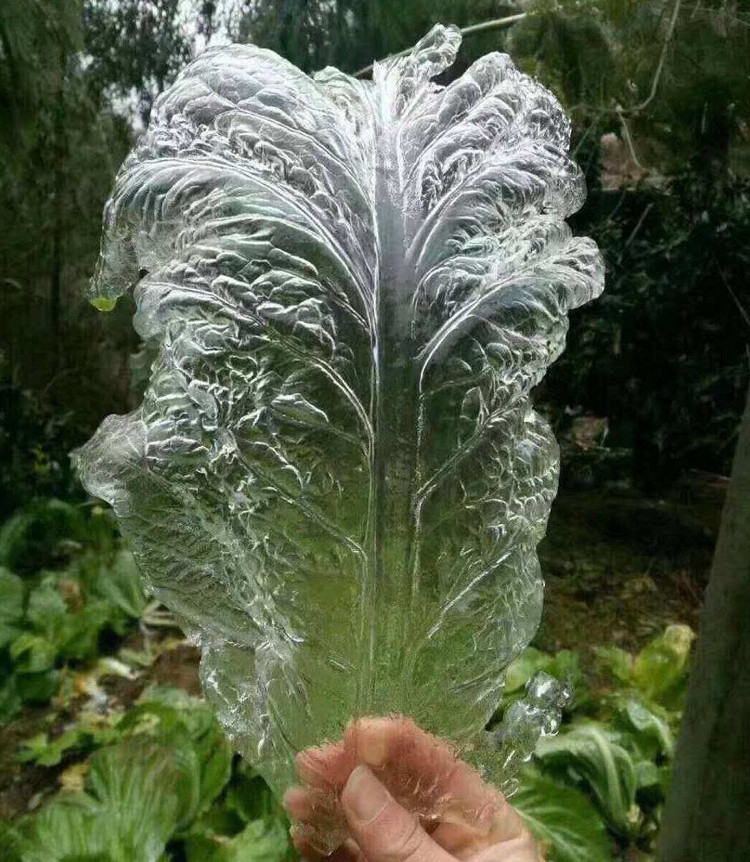 冰白菜谁见过,朋友圈晒结冰后的蔬菜,大自然的鬼斧神工令人佩服