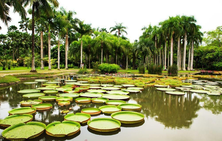 热带雨林为主,集科研,植物种质保存,科普和生态旅游为一体的中国最大
