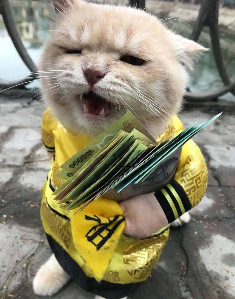 橘猫紧紧的将钱抱在怀里, 网友: 想骗我压岁钱, 不存在的!