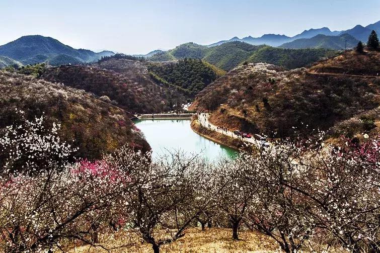 邂逅安吉梅花沟3月4日赏千亩梅林盛景浙北竹林挖冬笋