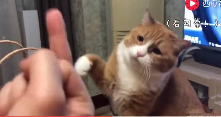 这只萌猫只喜欢女主人,男主人想喝点奶茶,萌猫就对他