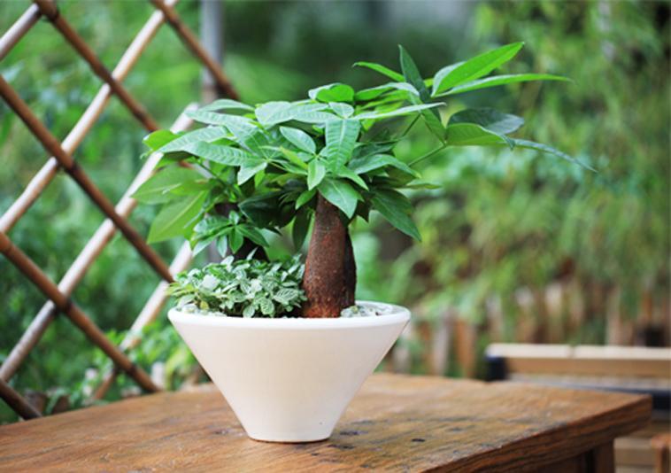 胖娃娃花能在室内养吗_室内养花大全_细叶雪茄花能室内养吗