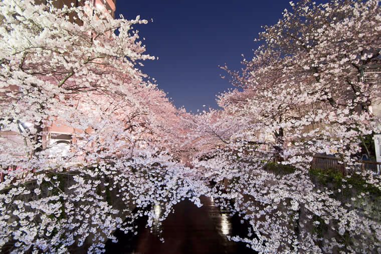 2018年东京樱花胜地 人气赏花景点推荐!