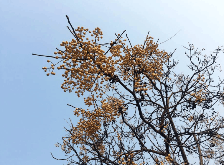 果实似枣亦似莲子,却非甜而苦,树形雅致花飘香,却是苦寒有毒植物.