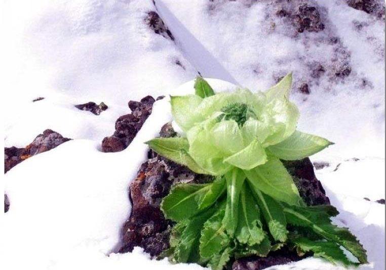 三千海拔以上的天山雪莲花,十年难得一见,大部