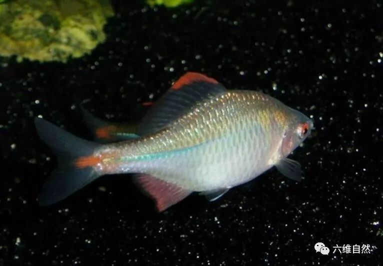 小时候爱理不理的鳑鲏鱼,现在却成观赏和药用