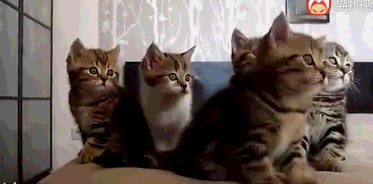 5只猫咪玩"脖子舞"太呆萌,这只大肥猫却玩成了"广播体操"