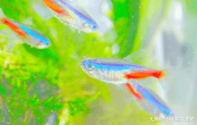 热带鱼中的佼佼者, 红绿灯鱼, 你了解它吗?