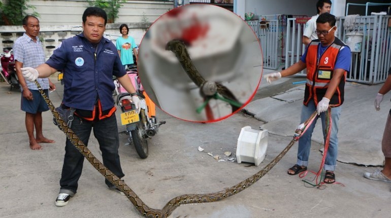 男子在家蹲马桶,突然感觉下面凉飕飕的,一看马