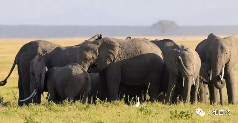 其实这是大象提早做好预防,保护正在分娩的大象,避免刚出生的小象受到