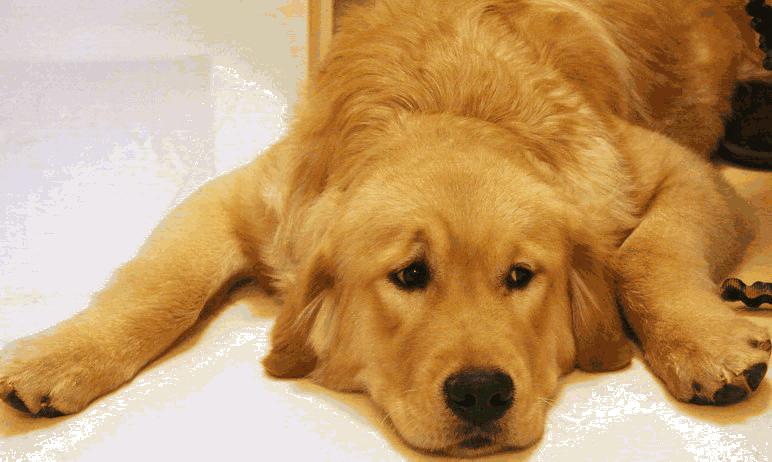 壁纸 动物 狗 狗狗 772_462 gif 动态图 动图