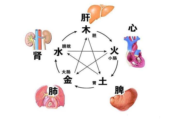 中医基础:脏象学说的三大内容