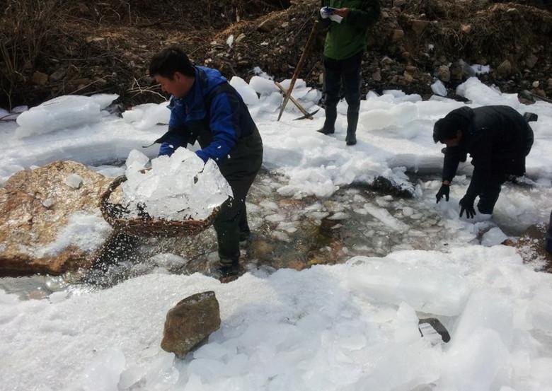 東北人致富的新路子, 冰天雪地里抓「蛤蟆」3元一隻