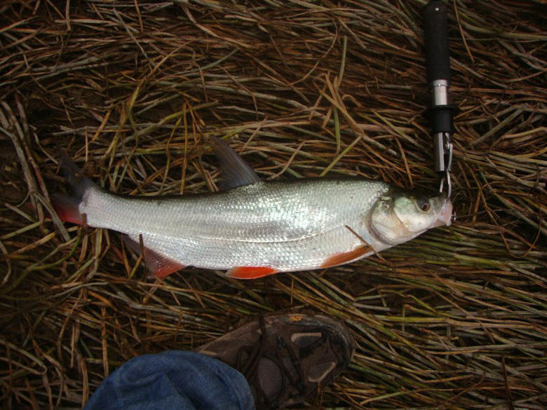 我们本地叫它白丝鱼,素有长江四大淡水名鱼的