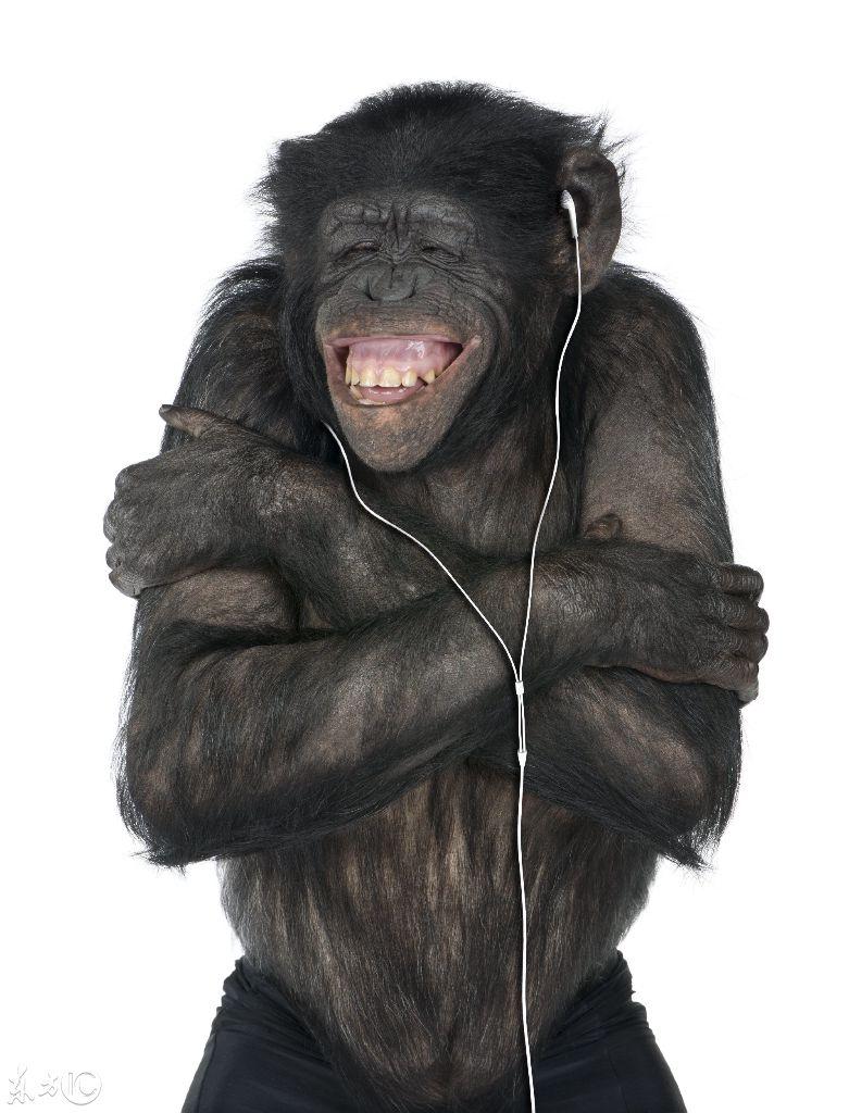 一只听mp3还穿着皮裤的黑猩猩,沉醉在音乐世界里露出了"倾国倾城"的