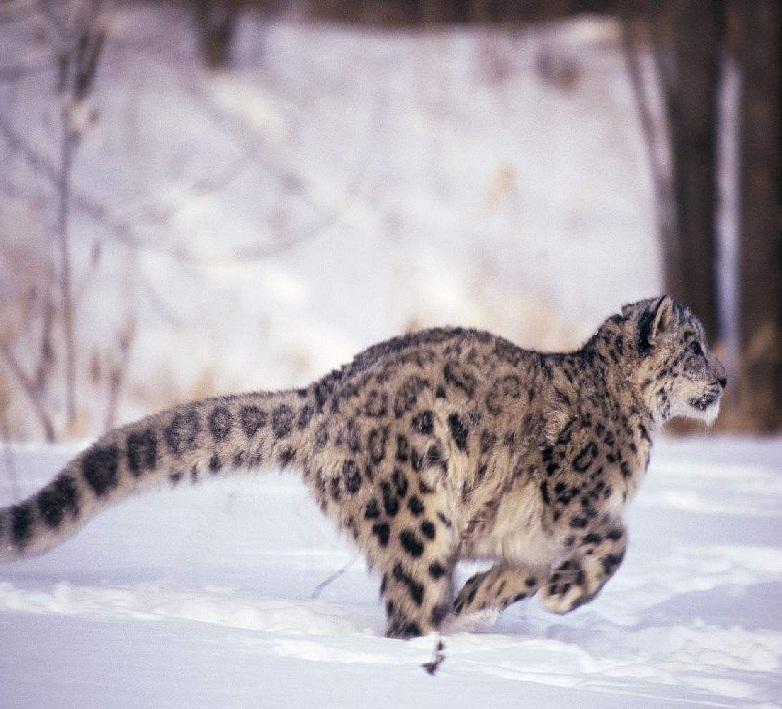 地球上最漂亮猫科动物雪豹,是调整呼吸分配血液高手,4