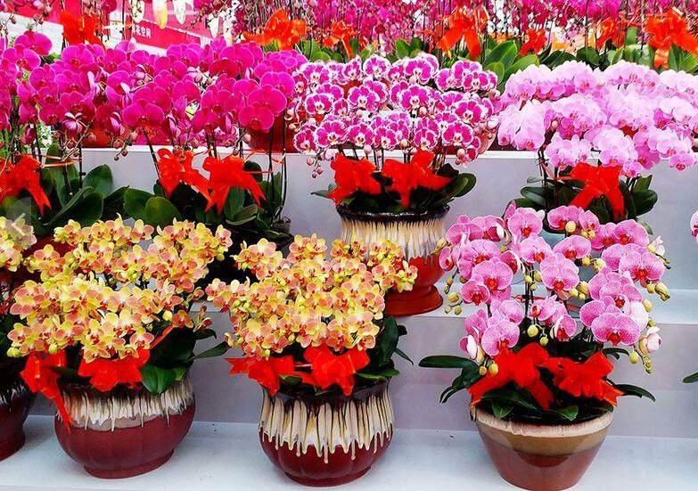春节花卉的寓意与象征