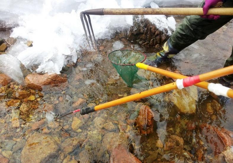 東北人致富的新路子, 冰天雪地里抓「蛤蟆」3元一隻