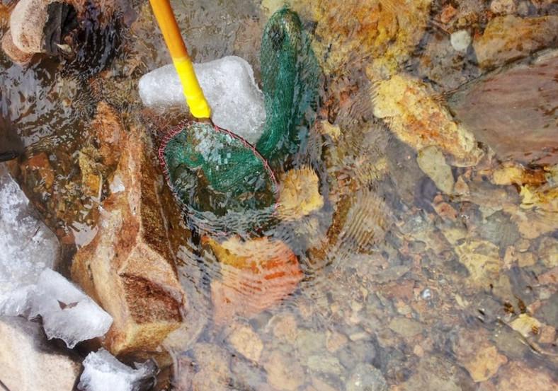 東北人致富的新路子, 冰天雪地里抓「蛤蟆」3元一隻