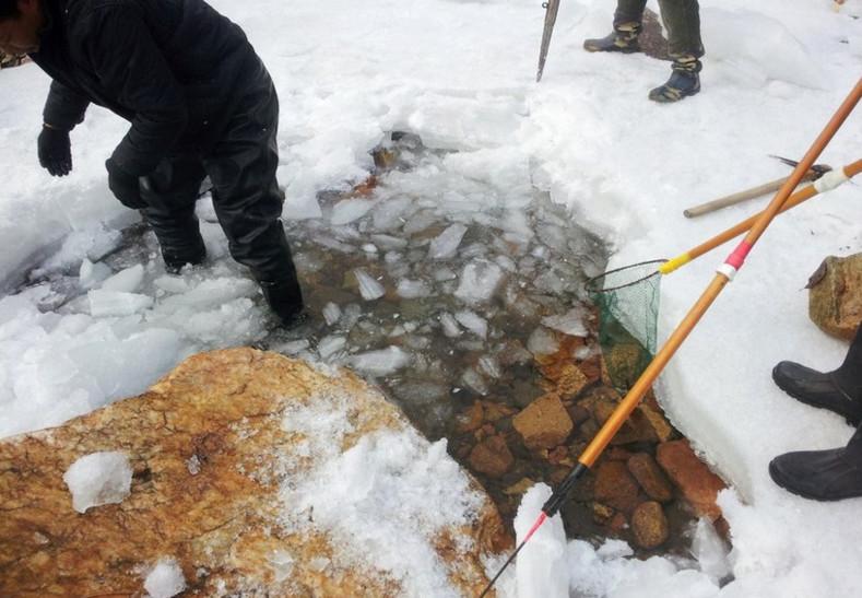 東北人致富的新路子, 冰天雪地里抓「蛤蟆」3元一隻