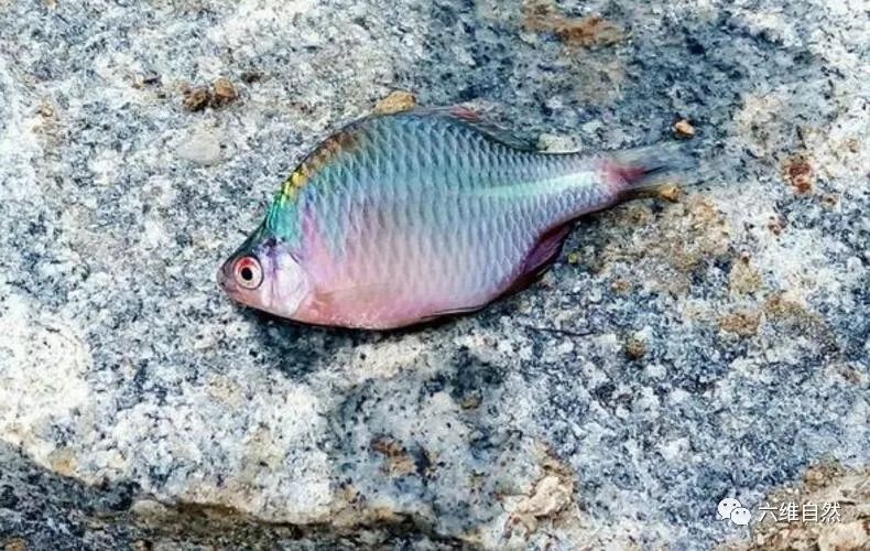 小时候爱理不理的鳑鲏鱼,现在却成观赏和药用价值双全的鱼