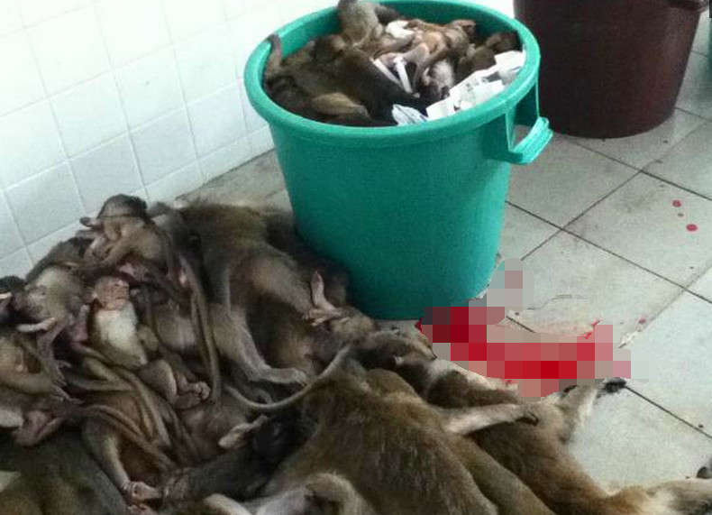 人类用猴子来做实验竟是这样残忍这里堪称猴子的地狱