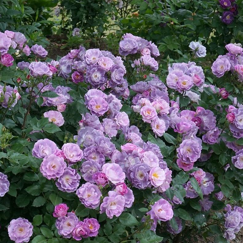 高贵浪漫-蓝紫色月季品种入手推荐!|花径|集群|月季