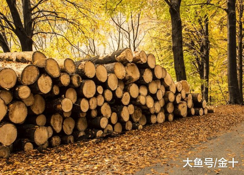 中国禁止砍伐森林! 大量进口日本木材, 每年花
