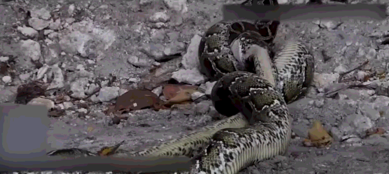 蟒蛇与蟒蛇打架, 胜者吞下被缠死的蟒蛇, 身体瞬间被