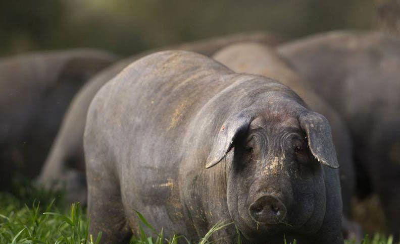 西班牙的黑猪,一根腿就能卖3万元!是世界上最