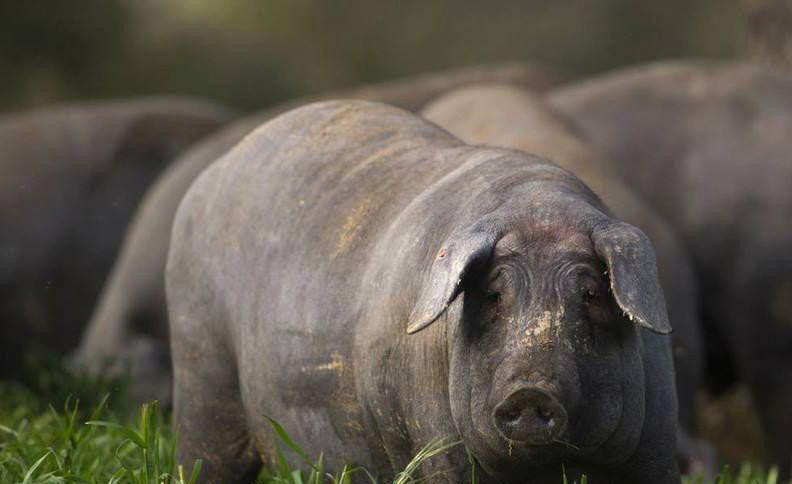 西班牙的黑猪,一根腿就能卖3万元!是世界上最