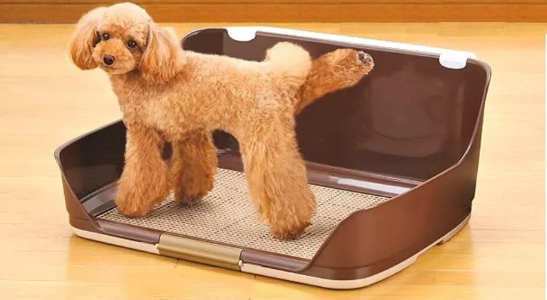 狗狗不肯在专用的狗厕所大小便,教了很多次也