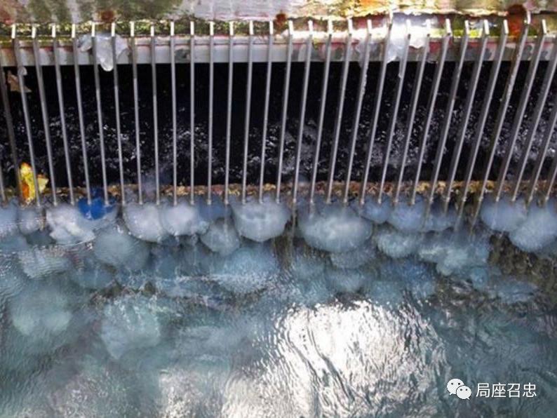 海带能缠潜艇 听说过水母堵航母吗?