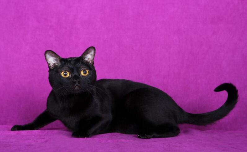 孟买猫详细介绍, 与中华田园黑猫的区别, 不要被猫贩子欺骗哦