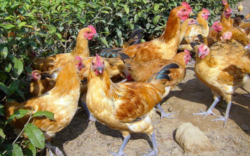 养殖户快来看,2018年国家扶持养殖业优惠政策