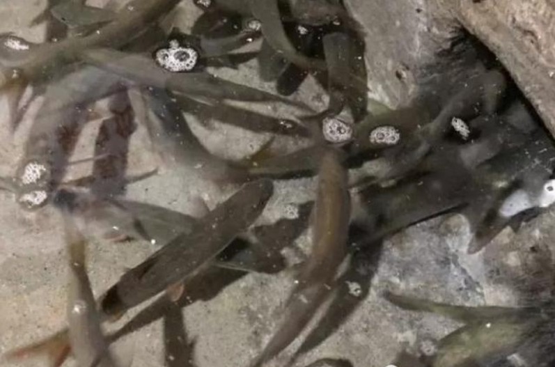 重庆巫溪，老人自家家里挖出神秘鱼泉，不断冒鱼