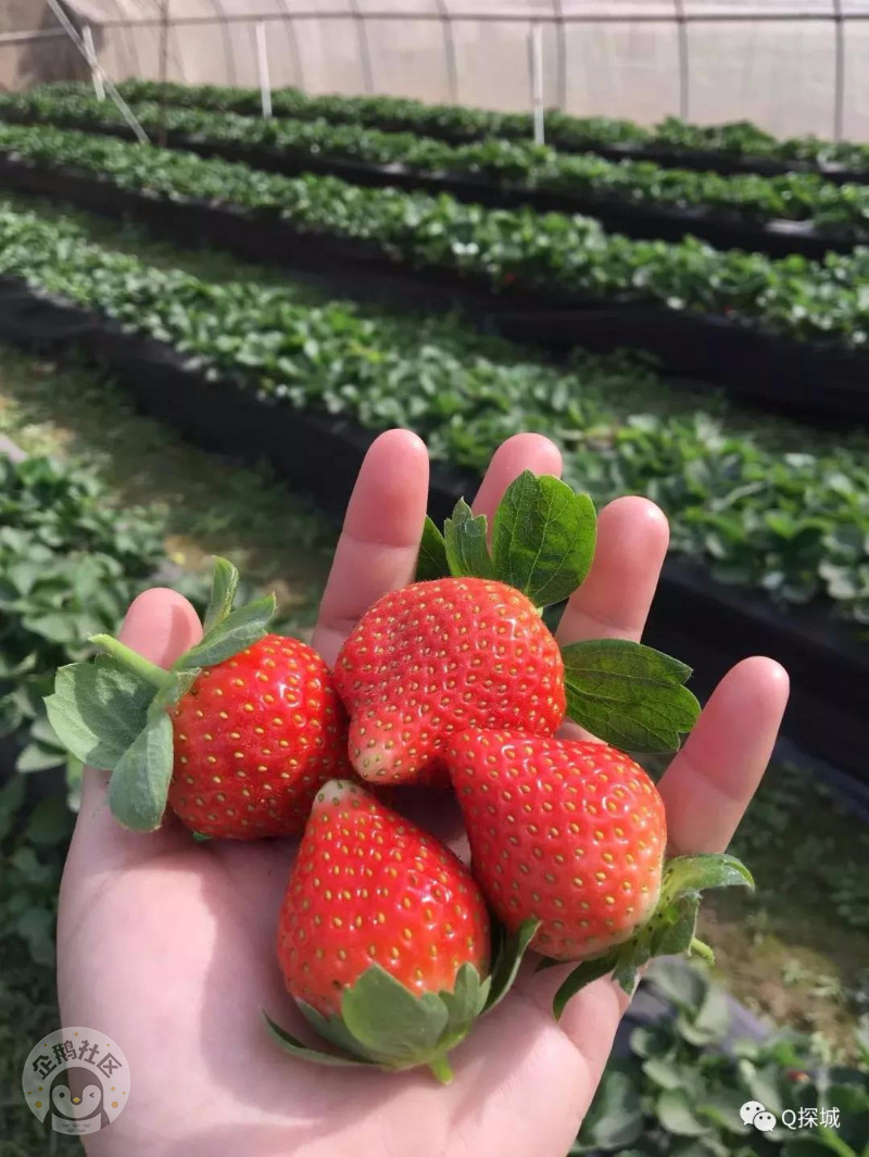 重庆周边摘草莓最全地图 品尝第一口莓好