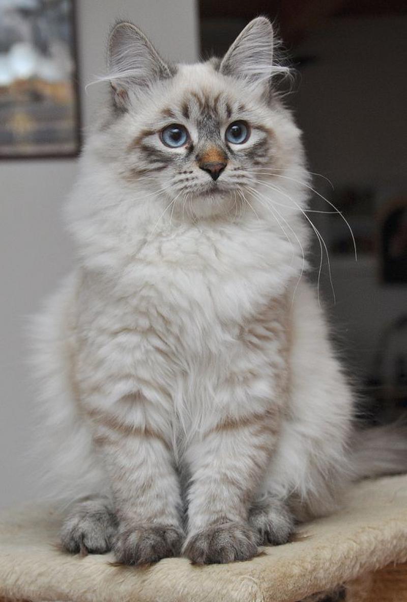 世界令人惊叹的9种猫品种, 你喜欢哪一种?