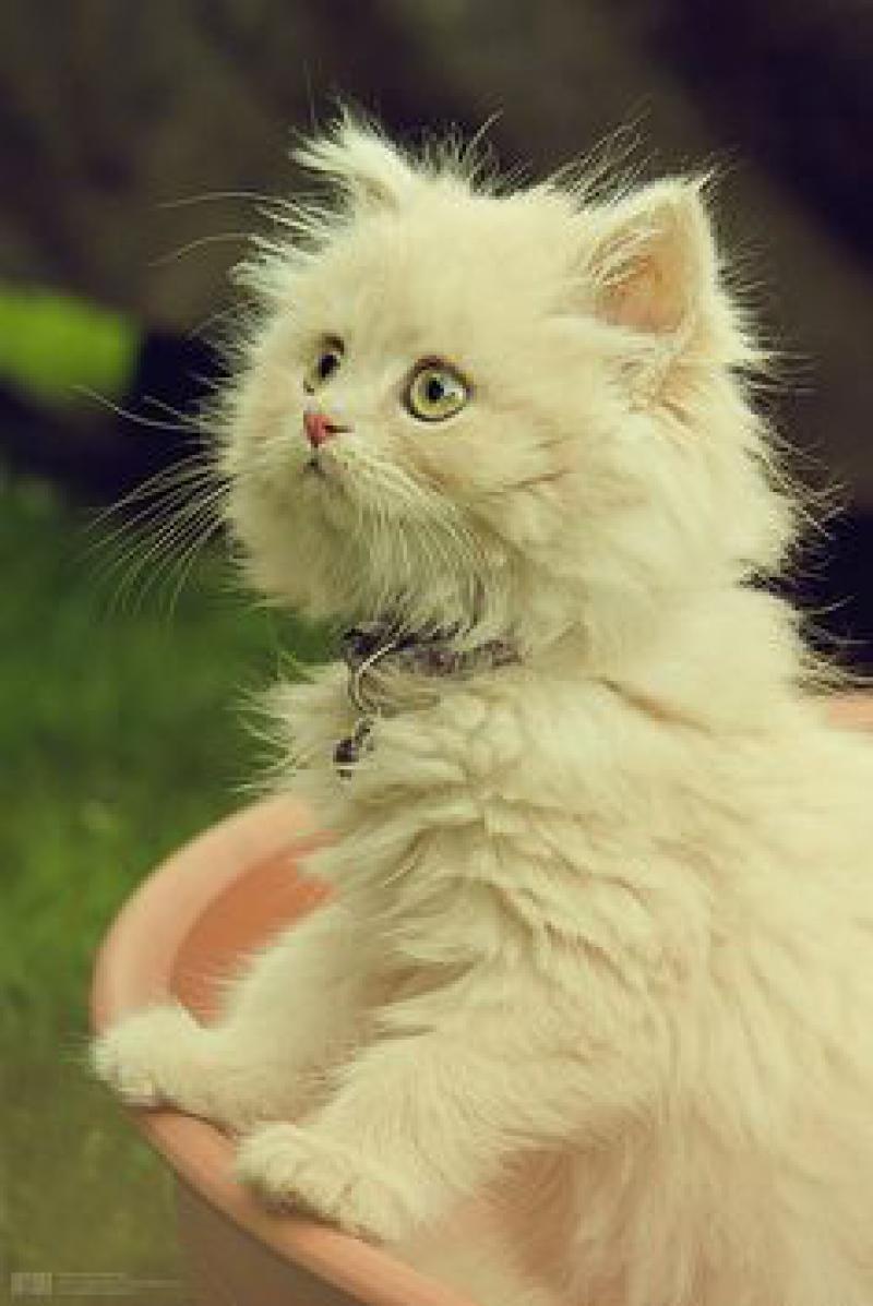 世界令人惊叹的9种猫品种, 你喜欢哪一种?