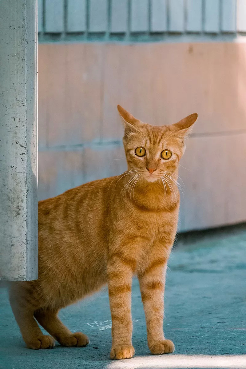 躲猫猫