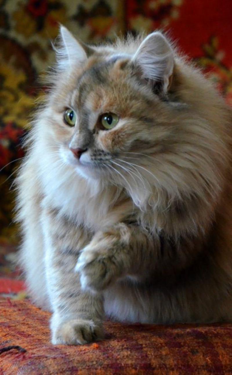 世界令人惊叹的9种猫品种, 你喜欢哪一种?