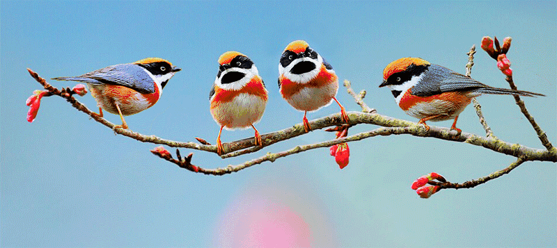 会动的3D立体图, 太漂亮了!