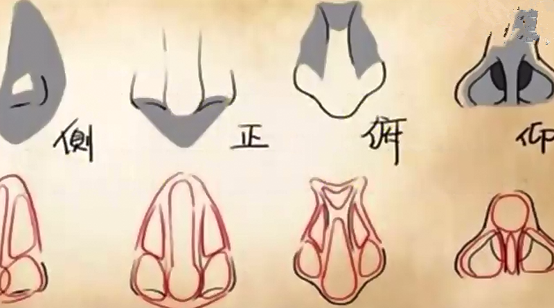 鼻子大等于发财大，揭秘鼻子的形状和财运的关系