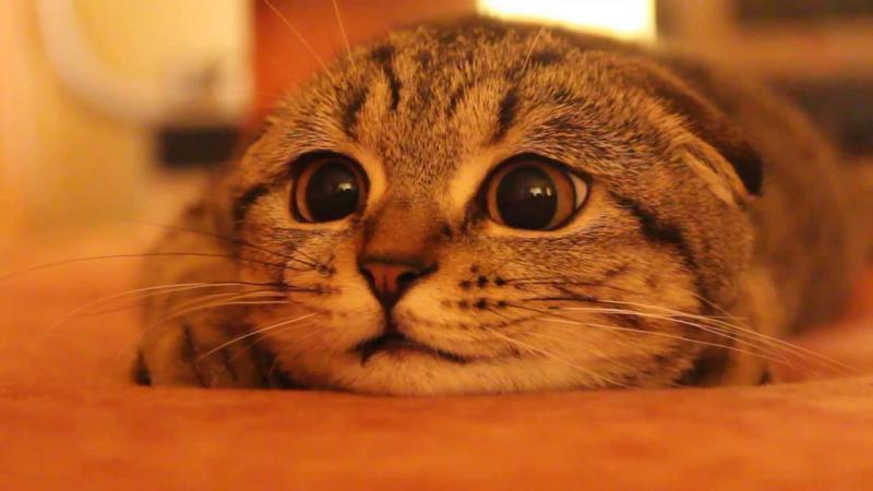 世界令人惊叹的9种猫品种, 你喜欢哪一种?