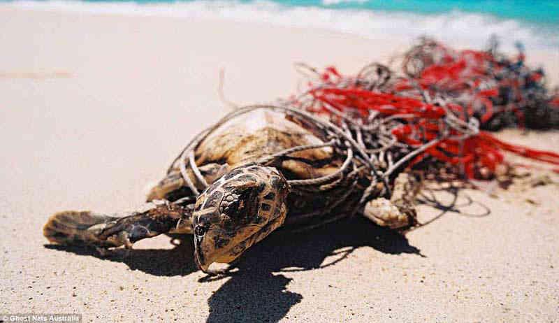 这只乌龟被渔网缠住,无法挣脱,最后死亡.