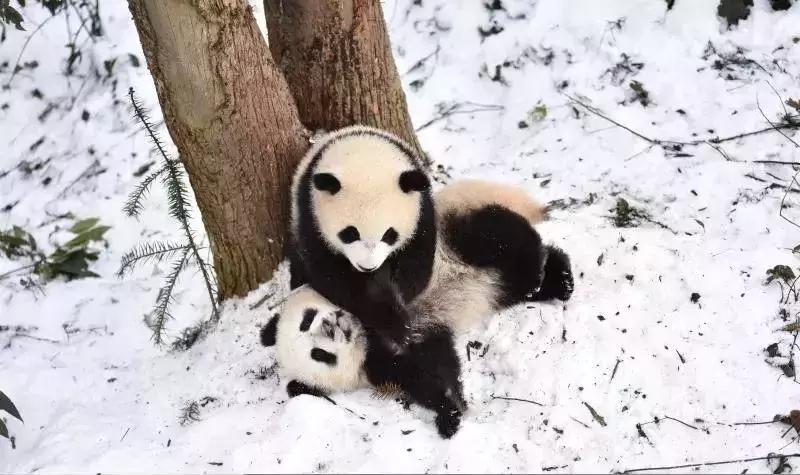 大片来袭! 首届中国大熊猫保护研究摄影大赛落