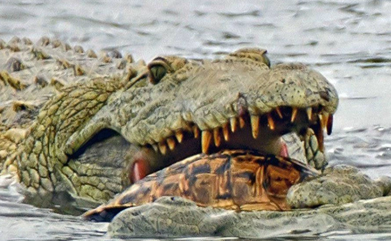 水中霸王巨鳄遇上乌龟,一口咬进嘴里,没一会就乖乖吐出来