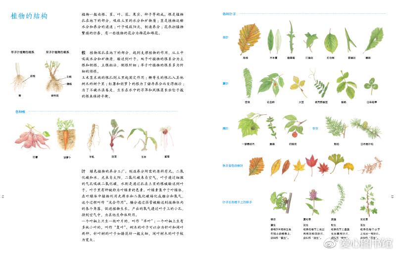 云锦博物馆门票:自然图鉴:给孩子的自然图鉴:植物图鉴